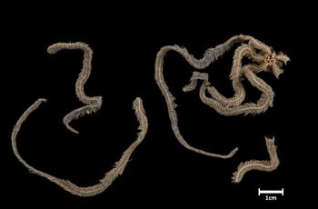 Media type: image;   Invertebrate Zoology OPH-2399 Description: Bottom of brittle star with mouth visible.;  Aspect: ventral